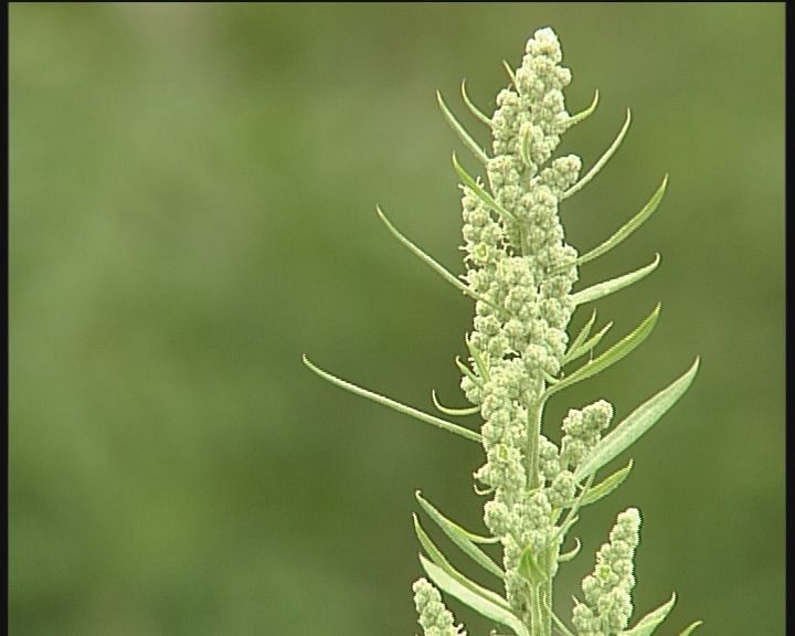 több volt a pollen, parlagfű több volt a pollen, parlagfű