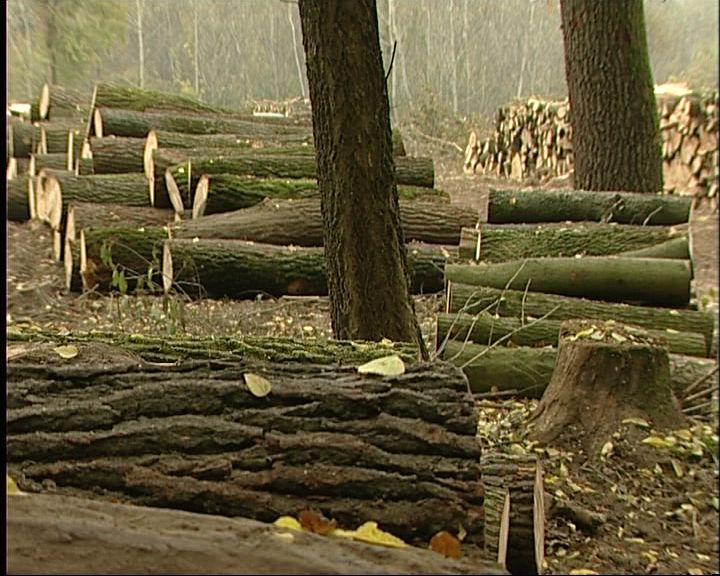Nyírerdő Zrt., milliós kár Nyírerdő Zrt., milliós kár