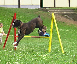 Kutya ugrás közben zahony_nagy2_598_20081004134503_175.jpg