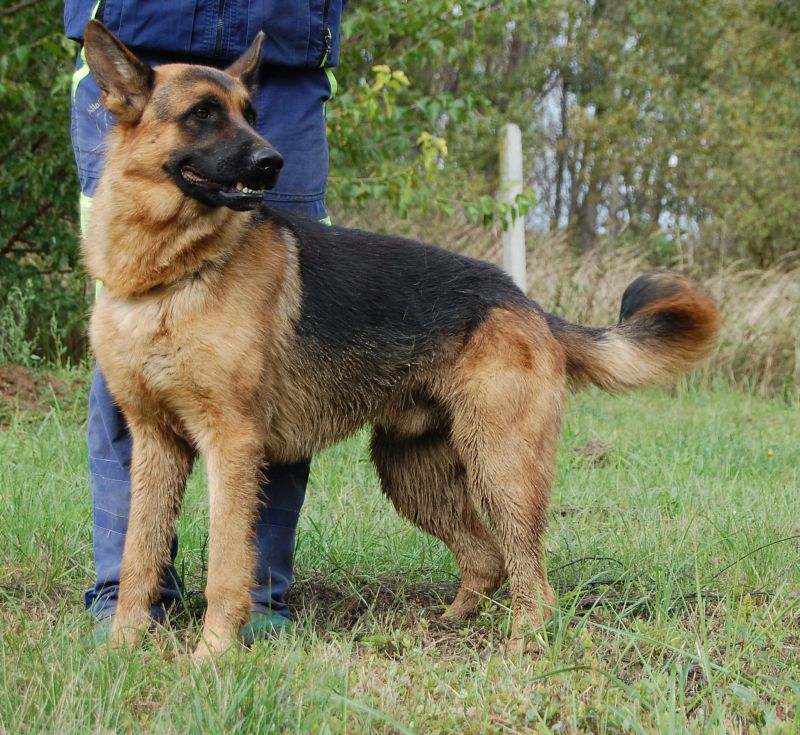 zorba_438_20081004142455_580.jpg