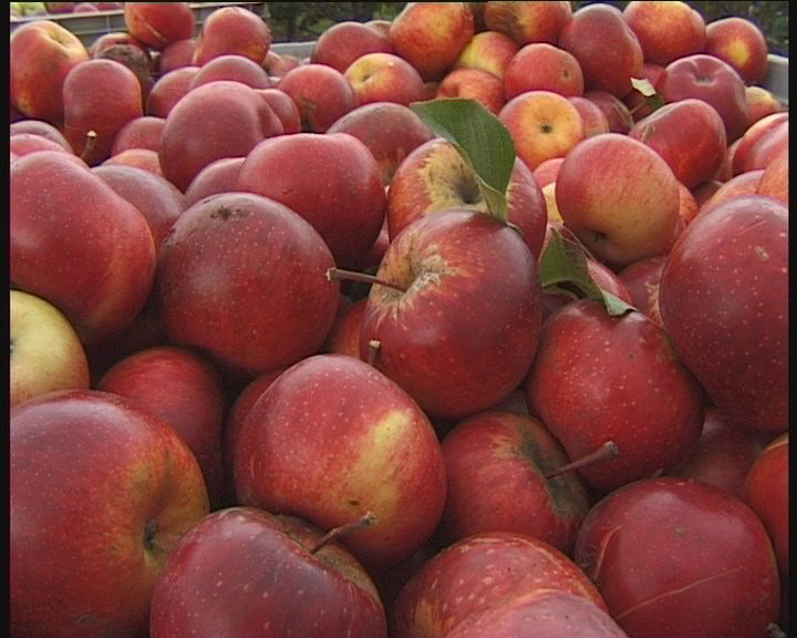 Meghosszabbítja a léalma-támogatási igények beadási határidejét az agrártárca, Dr. Máhr András Meghosszabbítja a léalma-támogatási igények beadási határidejét az agrártárca, Dr. Máhr András