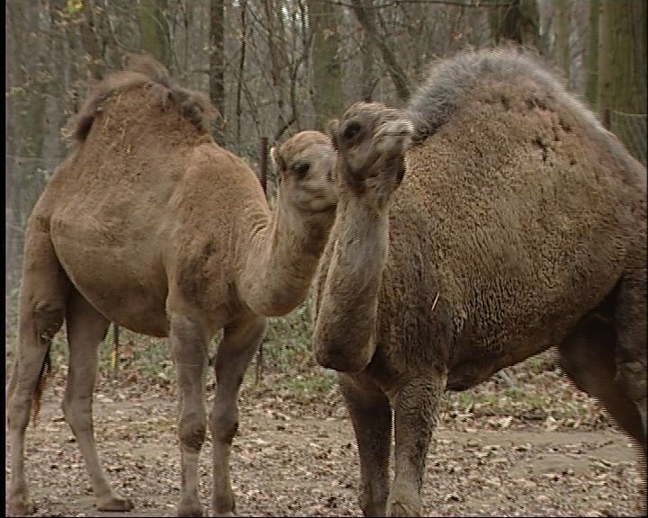 Dromedár hölgy érkezett Olaszországból, a Nyíregyházi Állatpark egypúpú tevecsődöréhez. Dromedár hölgy érkezett Olaszországból, a Nyíregyházi Állatpark egypúpú tevecsődöréhez.