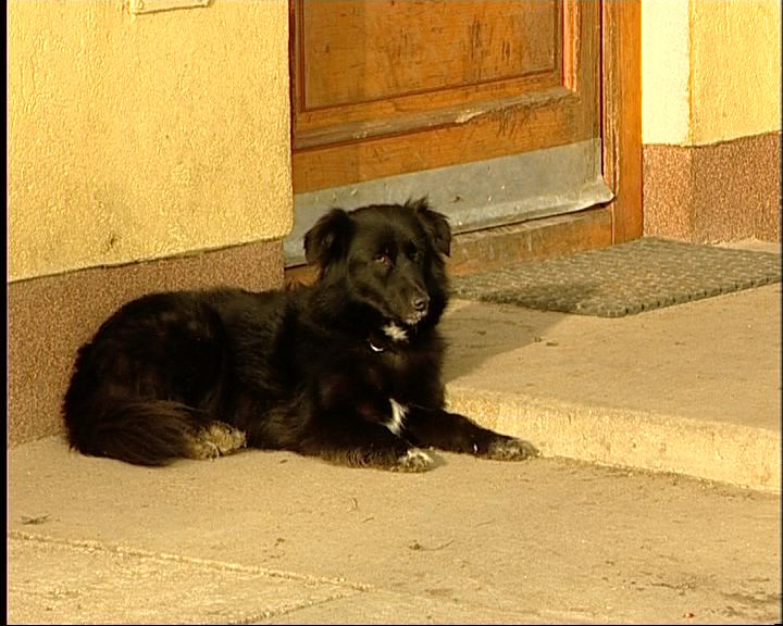 A Szilveszter éjszakai petárdázások és tűzijátékok következtében -minden évben- több, mint 20 otthonról elkóborolt kutya kerül az Állatbarát Alapítvány telephelyére. A Szilveszter éjszakai petárdázások és tűzijátékok következtében -minden évben- több, mint 20 otthonról elkóborolt kutya kerül az Állatbarát Alapítvány telephelyére.