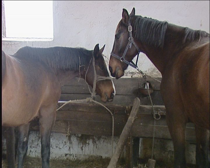Equus caballus, azaz ló. Equus caballus, azaz ló.