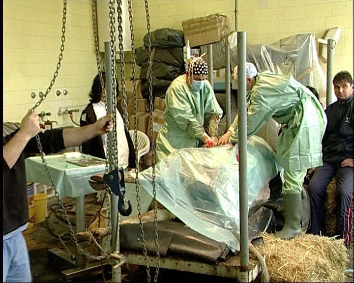 Nem fogadhat csak rendkívül súlyos állapotú, vagy kezelés alatt álló állatokat a Nyíregyházi Állatkórház. Nem fogadhat csak rendkívül súlyos állapotú, vagy kezelés alatt álló állatokat a Nyíregyházi Állatkórház.