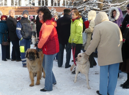 allatkorhaz2_768_20090111155401_67.jpg