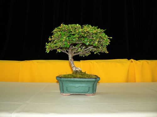 Katona Ervinnek, a Nemzeti Bonsai Gyűjtemény főkurátorának gyűjteményéből láthattak válogatást az érdeklődők Tuzséron, a művelődési házban. foto:korij bonsai_kiallitas_tuzser_foto:korij