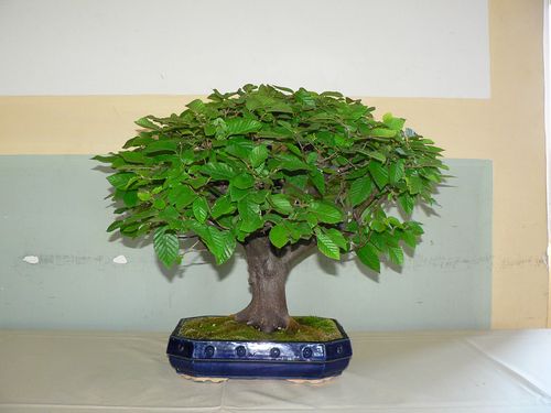 Bonsai csodálatos világába nyerhettek betekintést a hétvégén Tuzséron az érdeklődők. Katona Ervin, a Nemzeti Bonsai Gyűjtemény főkurátora mutatta be gyűjteménye darabjait. foto:korij bonsai_kiallitas_tuzser_katona_ervin_foto:korij