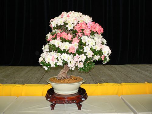 A bonsai csodálatos világa