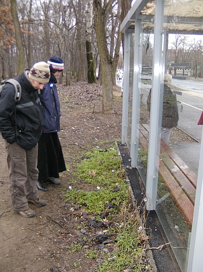 buszmegálló