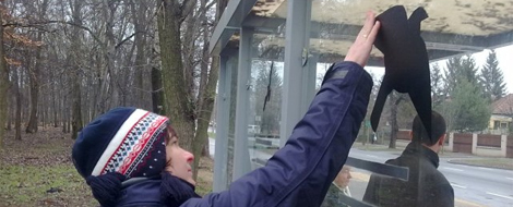 Matricákkal a nyíregyházi madarak életéért