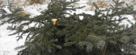 Megcsonkították a Nyíri Arborétum fenyőfáit