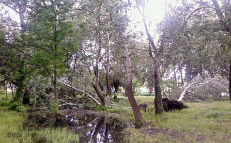 Az ár- és a belvíz után a hétfői vihar is nagy kárt okozott