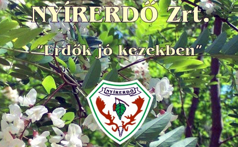 A szabolcsi erdőkben is károkat okoz az esőzés