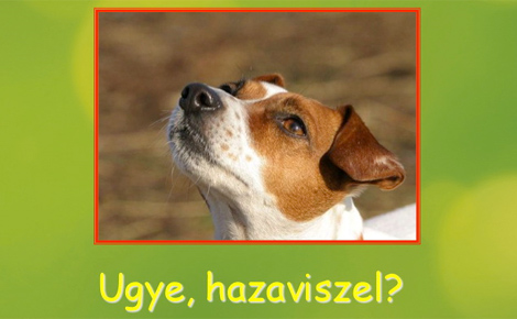 Örökbefogadó Nap Nyíregyházán - vigye haza kedvencét szombaton!