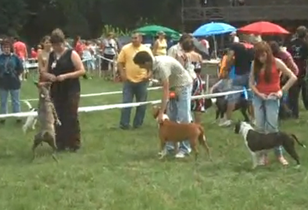 Jubileumi Kutyakiállítás Nyíregyházán