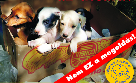 Ma indul az ivartalanítási akció Nyíregyházán!