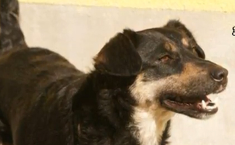 Örökbefogadó nap Nyíregyházán a Gyepmesteri Telepen