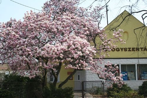 tulipanfa_548_2011042695249_801.JPG