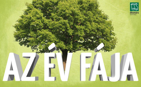 Nyíregyházi lesz vajon az Év Fája?