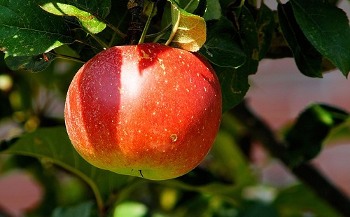 Kevesen mennek idénymunkásnak Szabolcs megyében