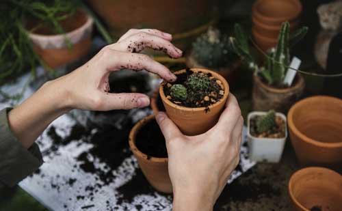Tippek és tanácsok a saját kezű kertépítéshez