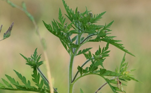 6 milliós bírságot hozott a parlagfű Szabolcs megyének