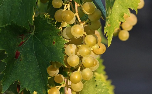 Megúszta Szabolcs megye a sárgaságot?