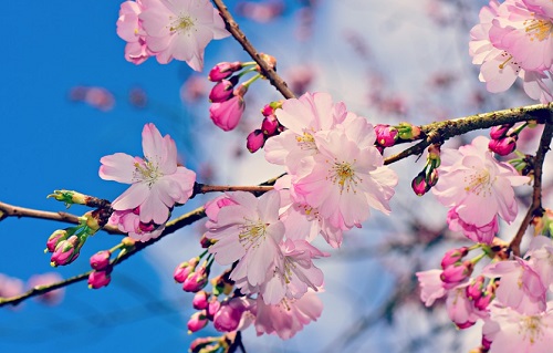 Tavaszi fagy Szabolcs-Szatmár-Bereg megyében