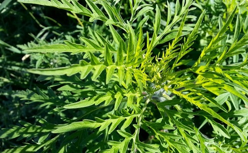 Már a levegőből is küzdenek a parlagfű ellen