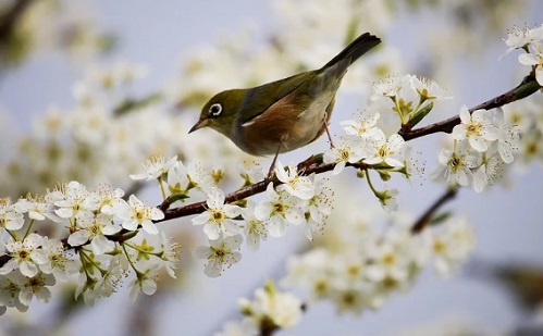Lesz még fagy Szabolcs megyében – óvni kell a növényeket