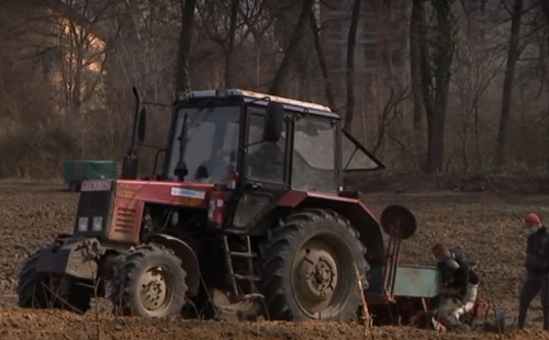 Több ezer kocsányos tölggyel újítják a sóstói erdőt
