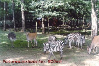 Sóstó Zoo képek